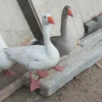 غاز نر و ماده|حیوانات مزرعه|چابهار, |دیوار