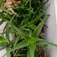 گل های زیبا