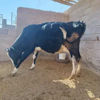 گاو آبستن هلیشتان