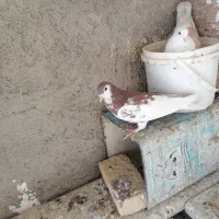 کبوترها همه سالم به شرط تخم و جوجه|پرنده|سبزوار, شهرک جهاد|دیوار