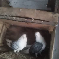 کبوتر|پرنده|گرگان, |دیوار