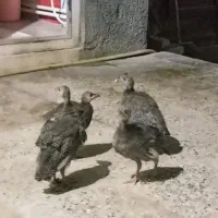 4تا جوجه شاخدار