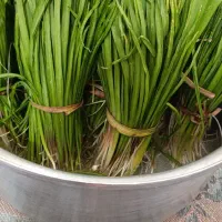 ۱۳تا پیچک تازه دالاهو