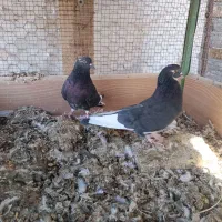 کفتر|پرنده|اصفهان, سرشبادران|دیوار