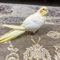 جوجه عروس هلندی|پرنده|قائمشهر, |دیوار