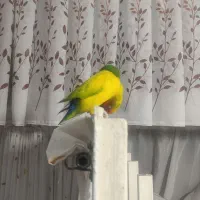 جفت برزیلی مولد بازدید صحنه معاوضه دارم|پرنده|صحنه, |دیوار