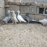 کبوتر های  خاص واس خاص پسند