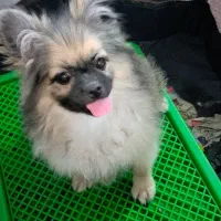 سگ پامرین  (کایلا)|سگ|کیاشهر, |دیوار