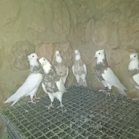 کبوتر طوقی