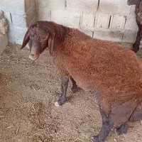 بره زیر قوچی و قوچ توقلی