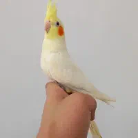 کوتوله زرد و عروس هلندی لوتینو دستی ورام|پرنده|قم, زند آباد|دیوار