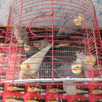 عروس هلندی|پرنده|جوانرود, |دیوار