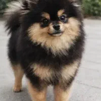 پامر خرسی عروسکی سایز ریز،رنگ خاص(بلک اَنتن)