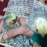 عروس‌هلندی‌جفت‌گل‌باقالی‌‌‌‌لطفا‌‌توضیعا‌ت‌رو‌بخان