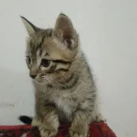 واگذاری|گربه|مشهد, وکیل‌آباد|دیوار