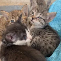 بچه گربه