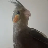 عروس هلندی گم شده|حیوانات|آبادان, |دیوار