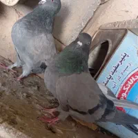 کبوتر