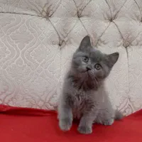 گربه های خانگی و سالم اصالت بالا