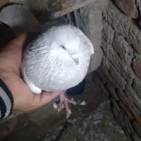 کبوتر|پرنده|خسروشاه, |دیوار