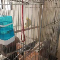 عروس هلندی جفت|پرنده|تهران, طیب|دیوار