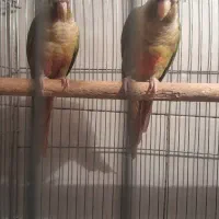 گرینچیک ماده معاوضه بانرهمراه با برگه تعیین جنسیت