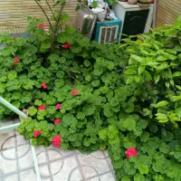 گل پتوس. دیفن. سانسوریا. فیکوس. ذرتی|گل و گیاه طبیعی|شیراز, چنچنه|دیوار