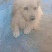 سگ اشپیتز
