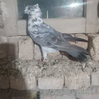 کبوتر صید شده