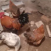 مرغ جوان|حیوانات مزرعه|پاوه, |دیوار