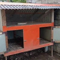 لانه  مرغ خروس|حیوانات مزرعه|ماکلوان, |دیوار