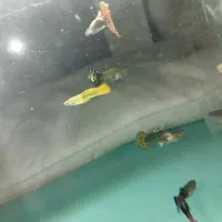 گوپی رد و بلو|ماهی|تربتحیدریه, منصوریه|دیوار