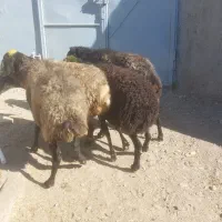 میش آبستن سنگین|حیوانات مزرعه|قزوین, |دیوار