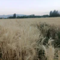 تسویه ی آنی