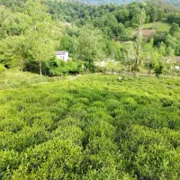زمین باغی روستایی