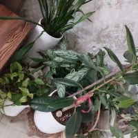 تعدادی گل و گیاه|گل و گیاه طبیعی|کرمانشاه, |دیوار