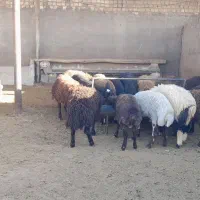 بره از 20 کیلو تا 80 کیلو