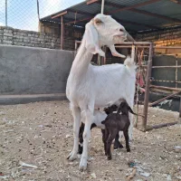 فروشی|حیوانات مزرعه|کویرات, |دیوار