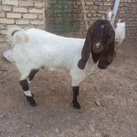 بزغاله ماده|حیوانات مزرعه|فرح دشت, |دیوار