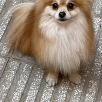 سگ پامر اصل