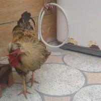 خروس یک ساله