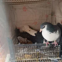 جفت کفتر ساده سیاه درشت