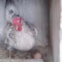 مرغ و خروس|حیوانات مزرعه|قم, دروازه ری|دیوار