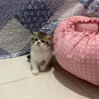 بچه گربه کوچولو اسکاتیش