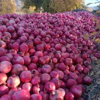 فروش 3تن انار|خوردنی و آشامیدنی|حنا, |دیوار