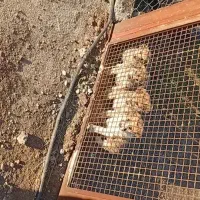 توله سگ ۲ ماهه رایگان