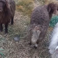 بره پای پلوار|حیوانات مزرعه|سلامی, |دیوار