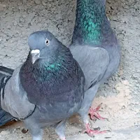 کفتر فروشی اطراف رباط کریم|پرنده|رباط‌کریم, حصار مهتر|دیوار