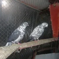 دو جفت کفتر دهن جور