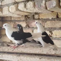 فروش تعدادی کفتر پرشی